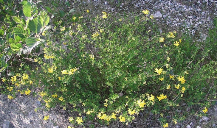 Lotus corniculatus (L., 1753)