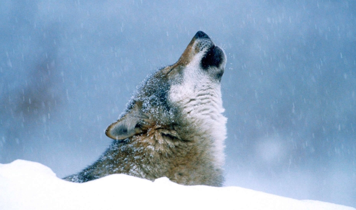 Loup (Crédits: Angell Williams - Flickr)