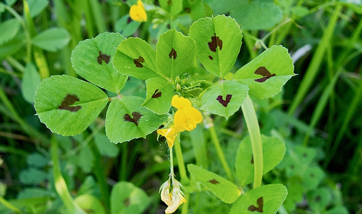 Medicago maculata