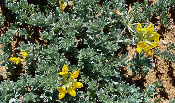 Medicago marina (L., 1753)