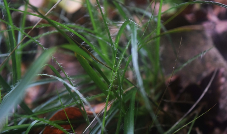 Luzula sylvatica (Huds.) Gaudin