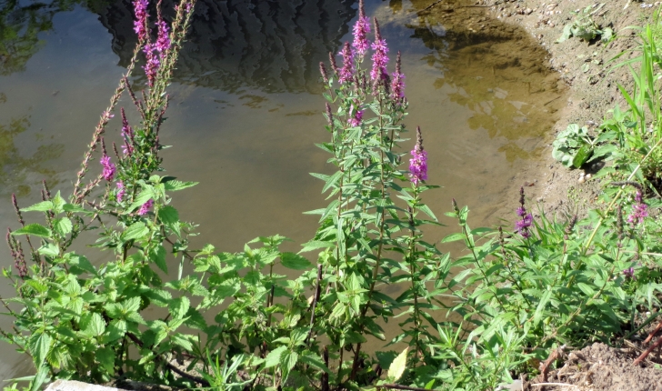 Lythrum salicaria L., 1753