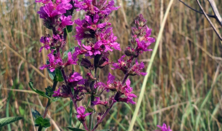 Lythrum salicaria L., 1753