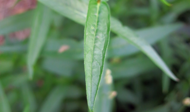 Lythrum salicaria L., 1753