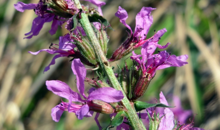 Lythrum salicaria L., 1753