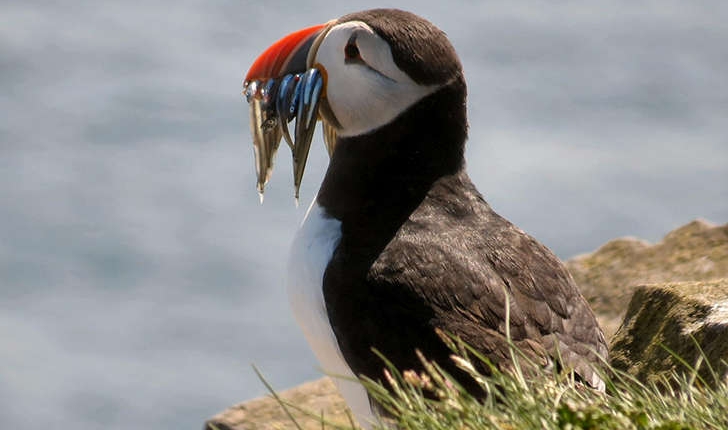 Fratercula arctica (Linnaeus, 1758)