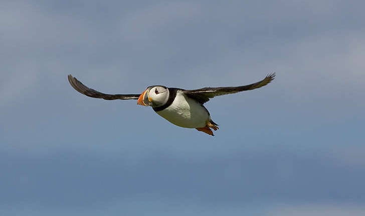 Fratercula arctica (Linnaeus, 1758)