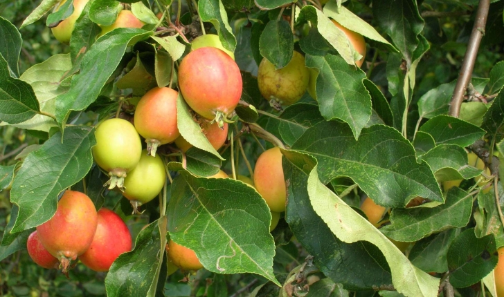 Malus sylvestris (Mill., 1768)