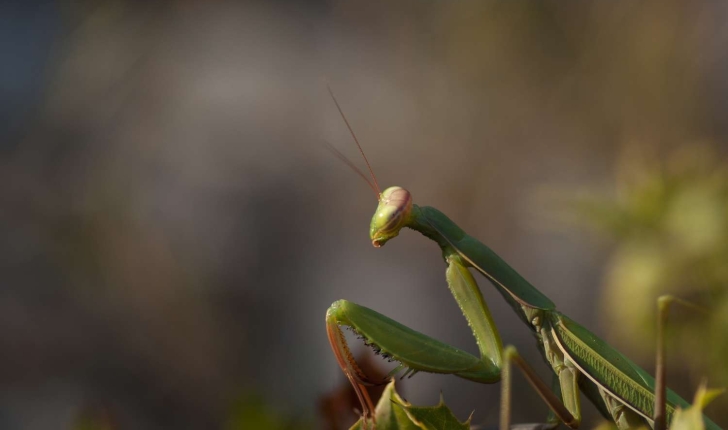 Mantis religiosa (Linné, 1758)