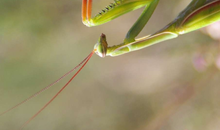 Mantis religiosa (Linné, 1758)