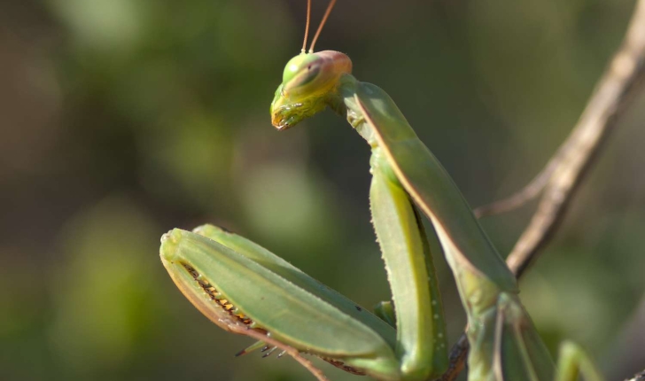 Mante religieuse - Mantis religiosa (Linné, 1758)