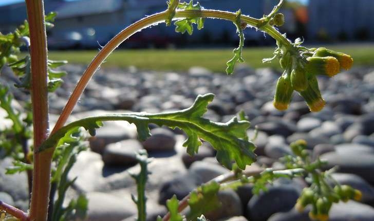 Senecio vulgaris (L., 1753)