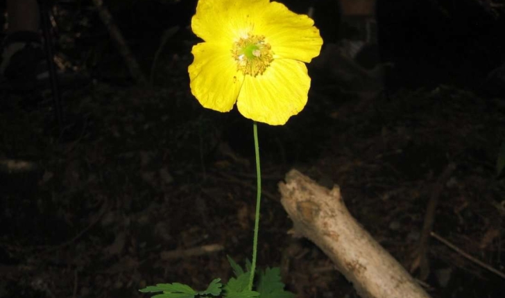 Meconopsis cambrica (L.) Vig