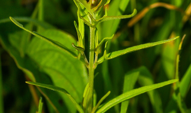 Melampyrum arvense