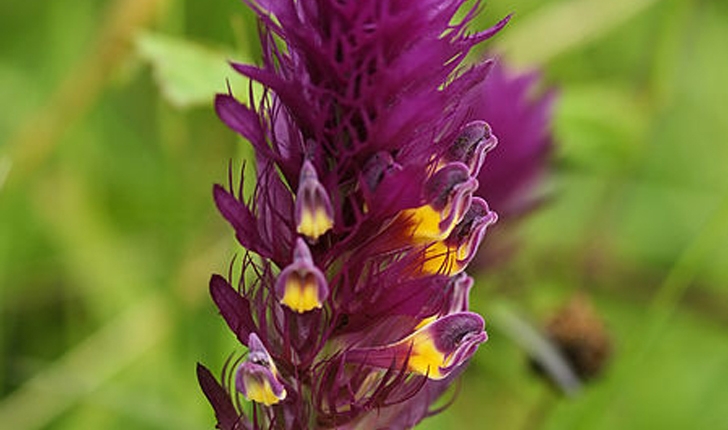 Melampyrum arvense