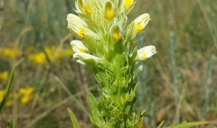 Melampyrum arvense