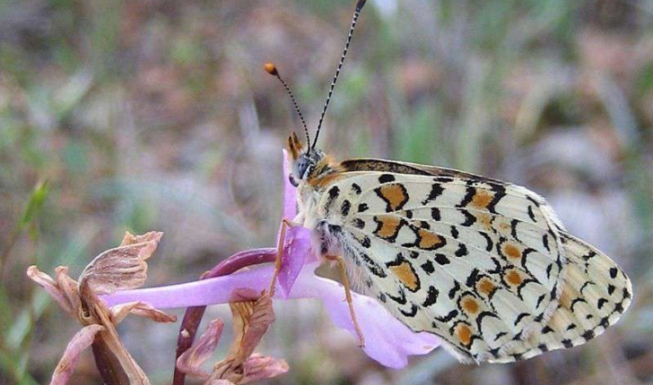 Nymphalidae