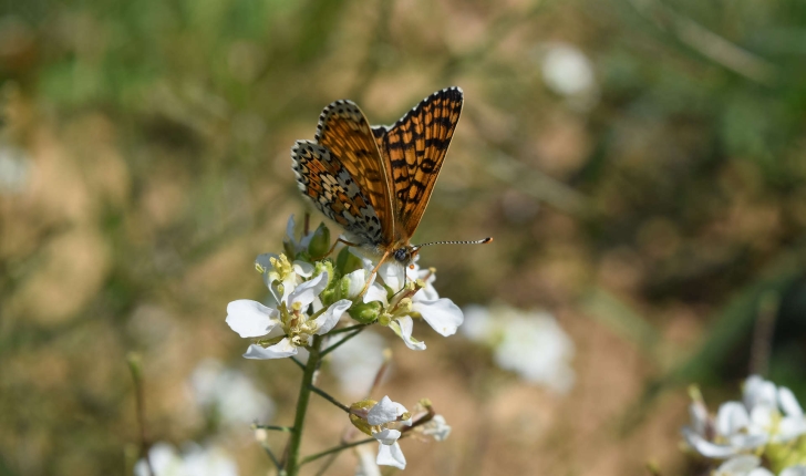 Nymphalidae