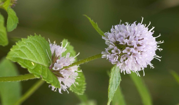 Mentha aquatica (L., 1753)