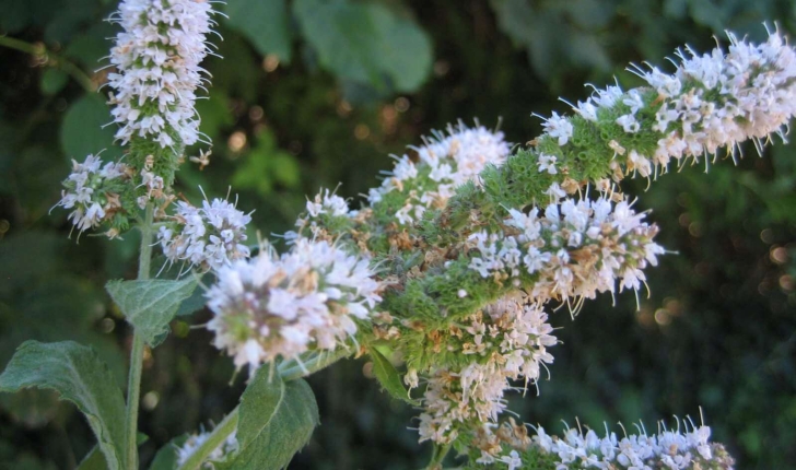 Mentha longifolia subsp. longifolia