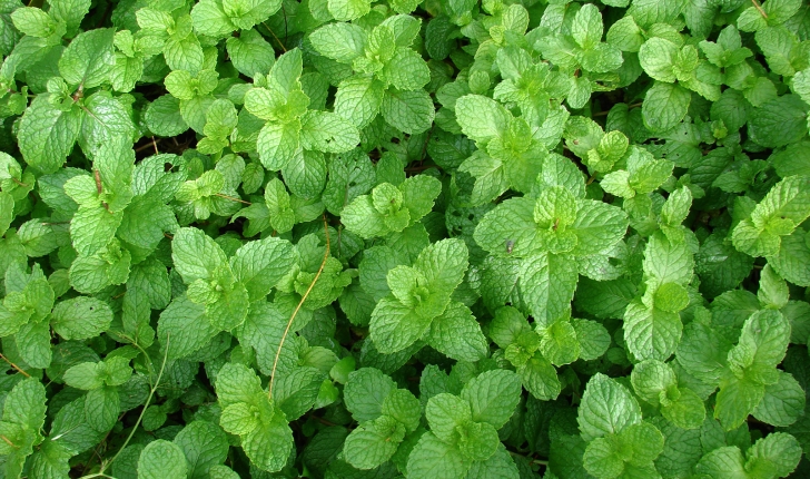 Mentha sp.