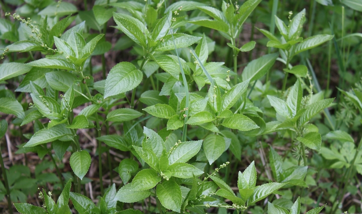 Mercurialis perennis