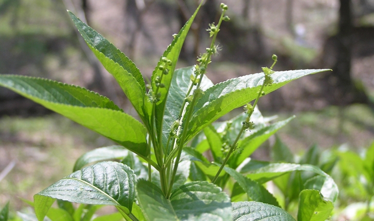 Mercurialis perennis