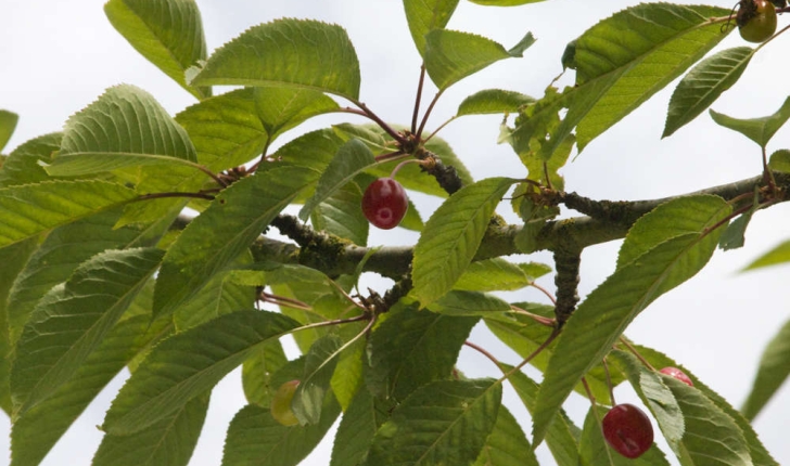 Prunus avium (Linné, 1755)