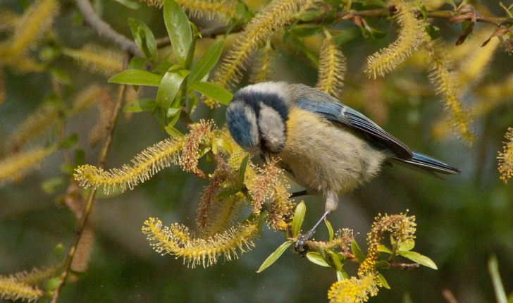 Cyanistes caeruleus (Linné, 1758)