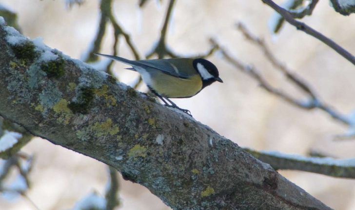 Parus major (Linné, 1758)