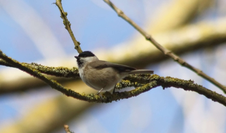 Parus palustris (Linnaeus, 1758)