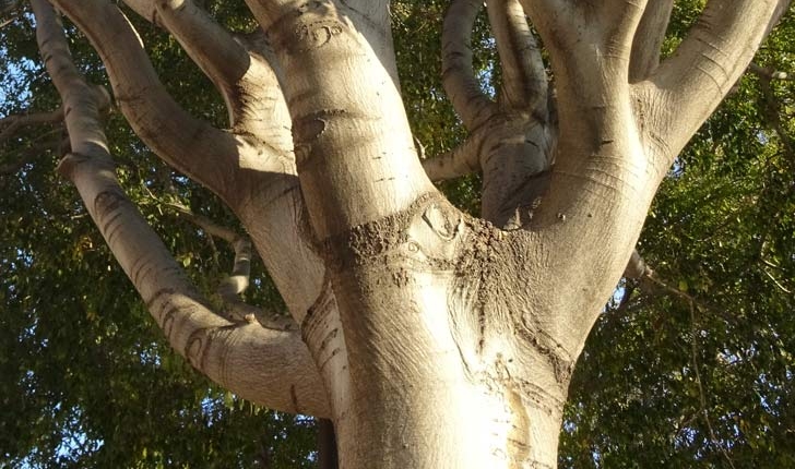 Celtis australis (L., 1753)