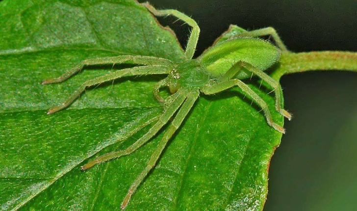 Micrommata virescens