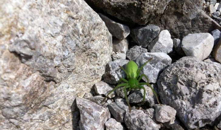 Micrommata virescens