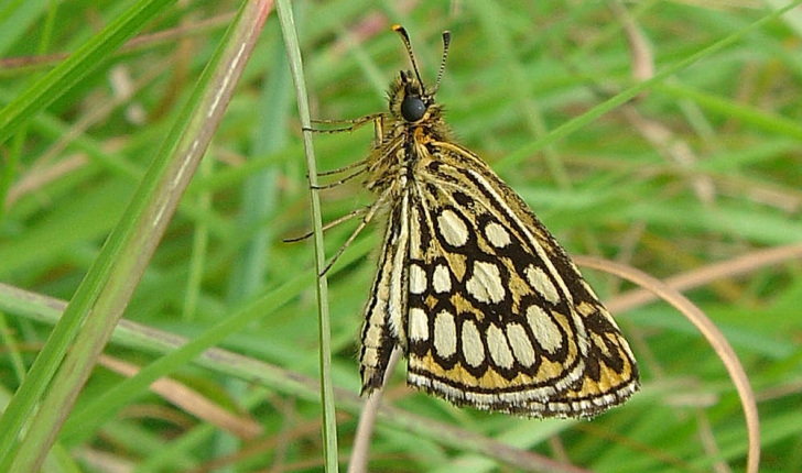 Heteropterus morpheus (Pallas, 1771) 