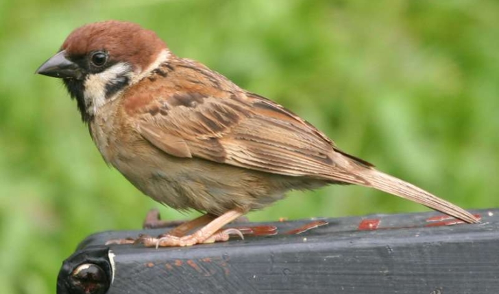 Passer montanus (Linnaeus, 1758)