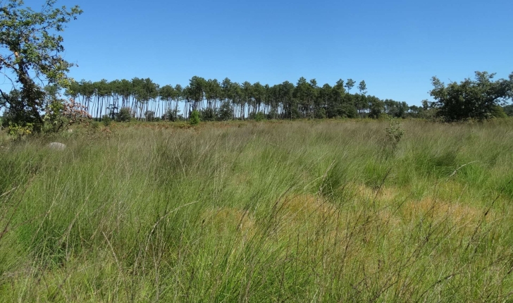 Molinia caerulea subsp. caerulea (L.) Moench, 1794 