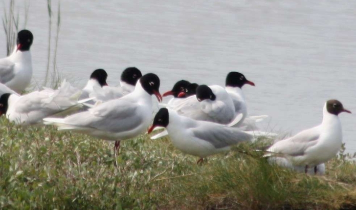 Ichthyaetus melanocephalus (Temminck, 1820)