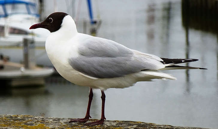 Chroicocephalus ridibundus (Linnaeus, 1766)