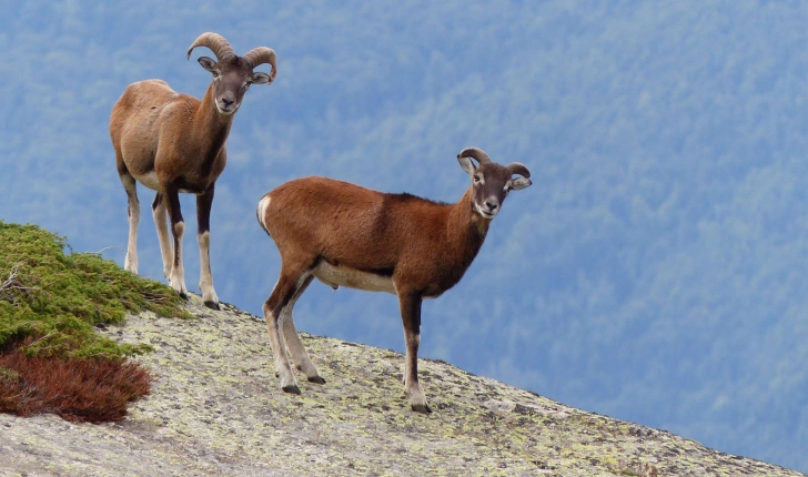 Ovis gmelinii musimon (Pallas, 1811)