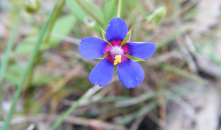 Lysimachia foemina (Mill.) U.Manns & Anderb., 2009