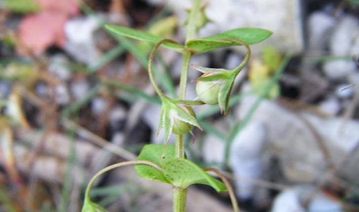 Lysimachia foemina (Mill.) U.Manns & Anderb., 2009