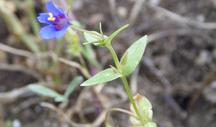 Lysimachia foemina (Mill.) U.Manns & Anderb., 2009