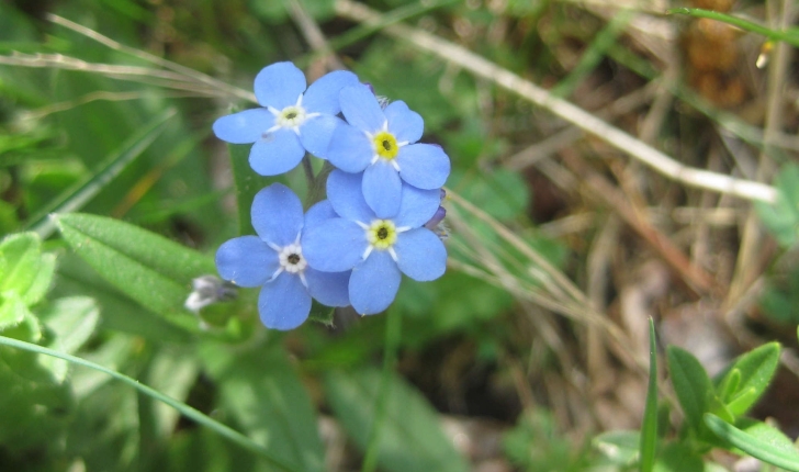 Myosotis sp.