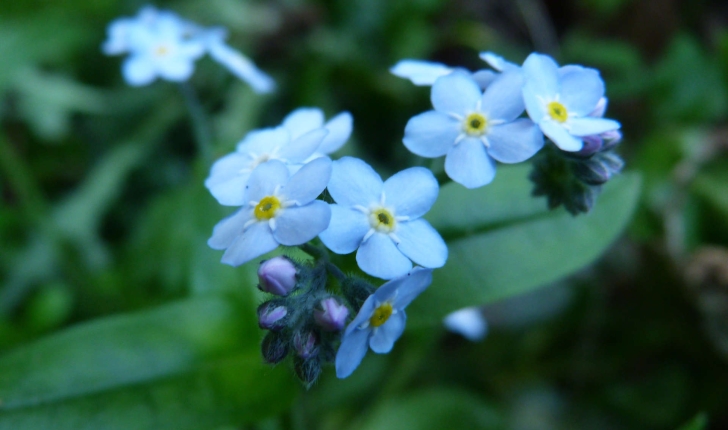 Myosotis sp.