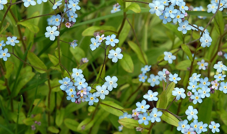 Myosotis sp.