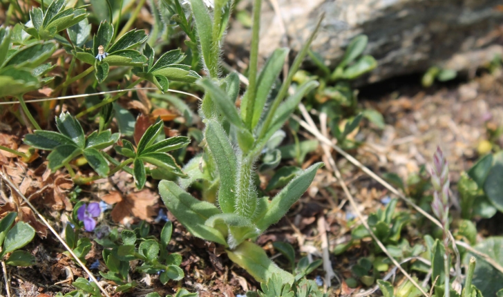 Myosotis sp.