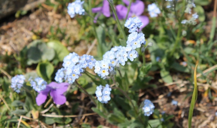 Myosotis sp.