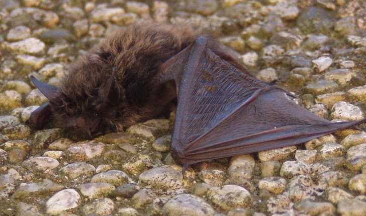 Myotis alcathoe