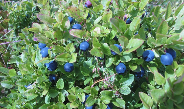 Vaccinium myrtillus